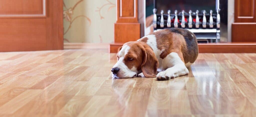 a cute dog on hardwood floor